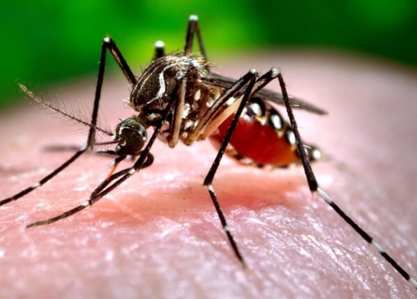 Reino Unido acha larvas do Aedes aegypti e acende alerta