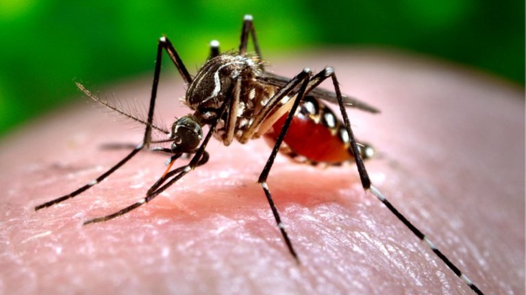 Reino Unido acha larvas do Aedes aegypti e acende alerta