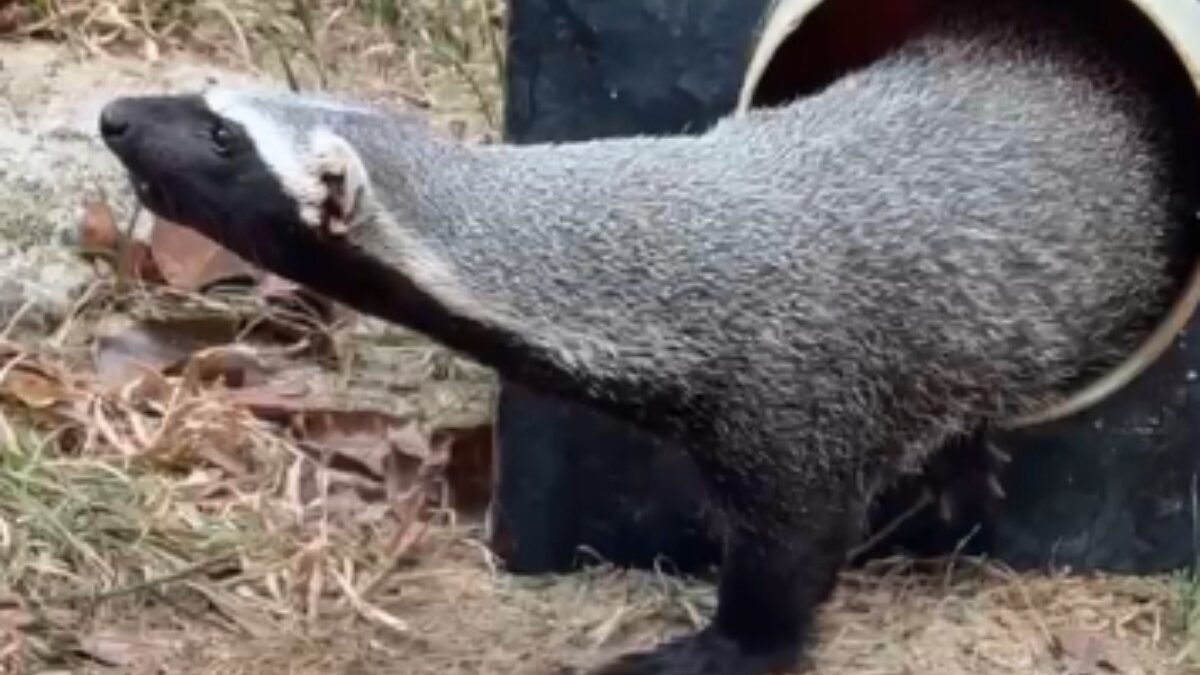 Furão silvestre criado como pet há sete meses é resgatado em Manaus
