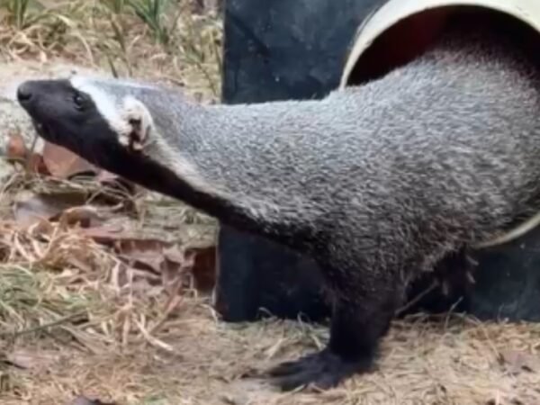 Furão silvestre criado como pet há sete meses é resgatado em Manaus