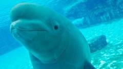 O futuro incerto das baleias belugas resgatadas no Canadá