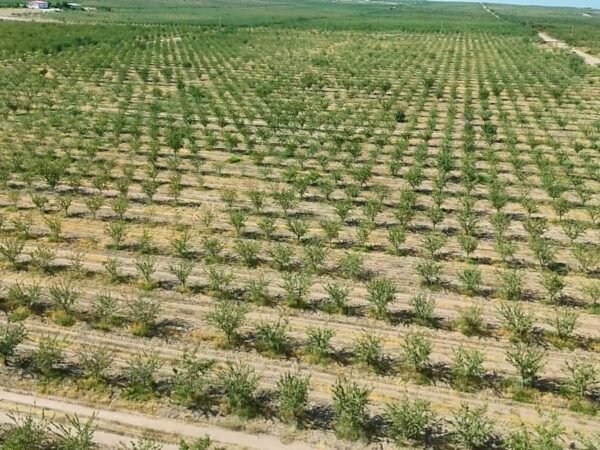 Escassez de água e fretes altos ameaçam segurança alimentar global