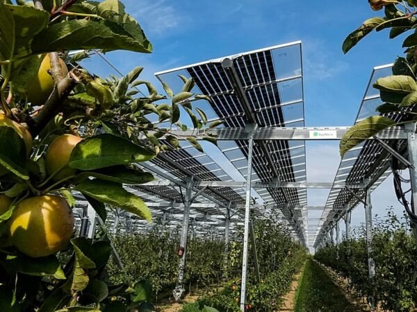 Energia solar e agricultura dividem espaço na Europa