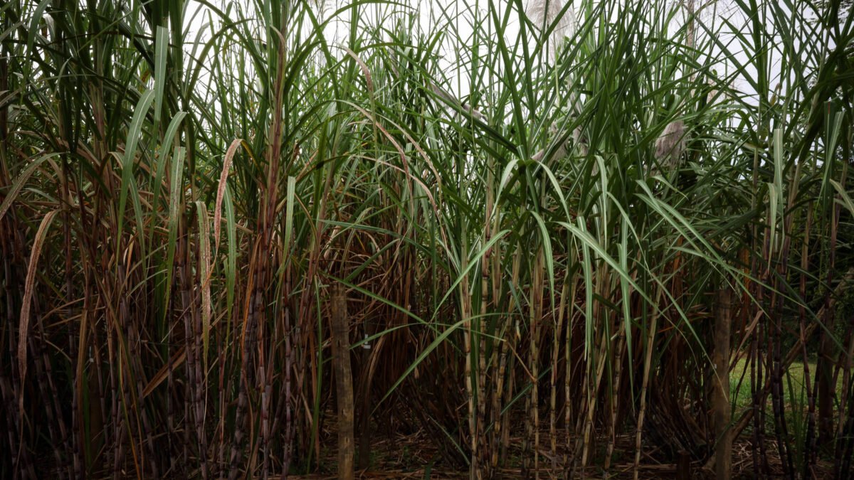 Chuvas intensas atrapalham colheita de cana e portos no país