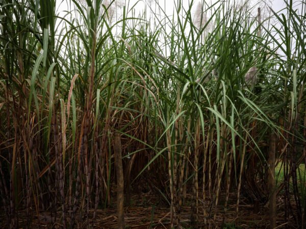 Chuvas intensas atrapalham colheita de cana e portos no país