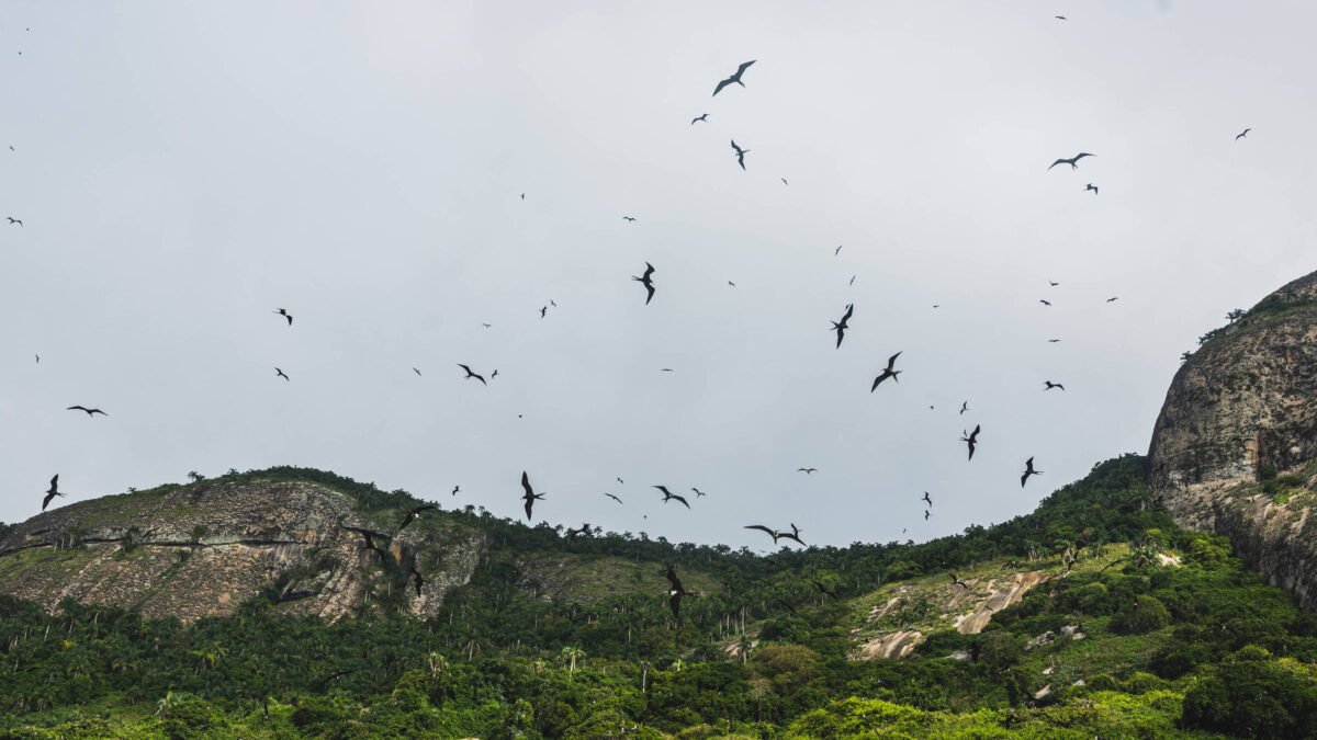 Arquipélago de Alcatrazes celebra dez anos de transformação ecológica