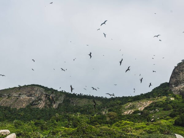 Arquipélago de Alcatrazes celebra dez anos de transformação ecológica