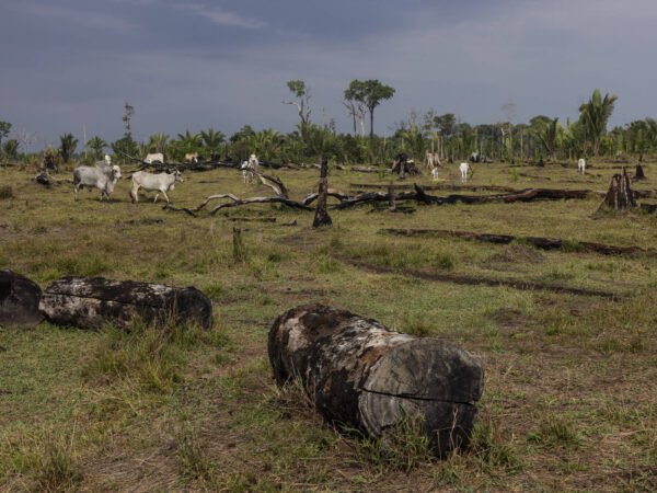 Desmatamento mundial cai em 2025 impulsionado pela América Latina