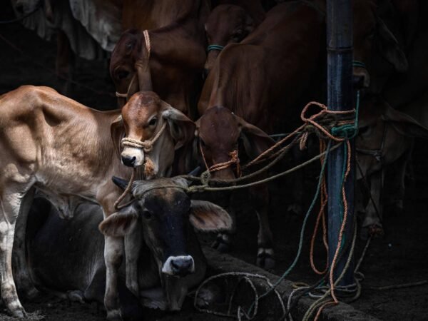 El Niño devasta o mercado de gado e causa prejuízos em El Salvador