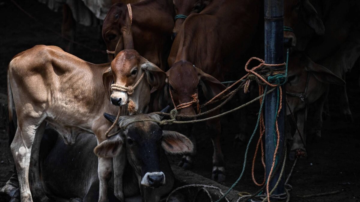 Seca do El Niño desvaloriza gado em El Salvador