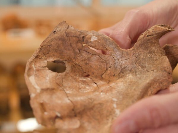 Neandertal pode ter sido morto por lança há 75 mil anos no Iraque