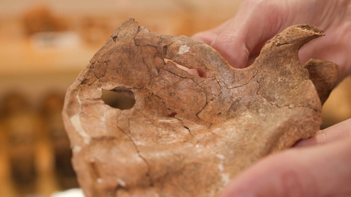 Lança pode ter matado neandertal no Iraque há 75 mil anos