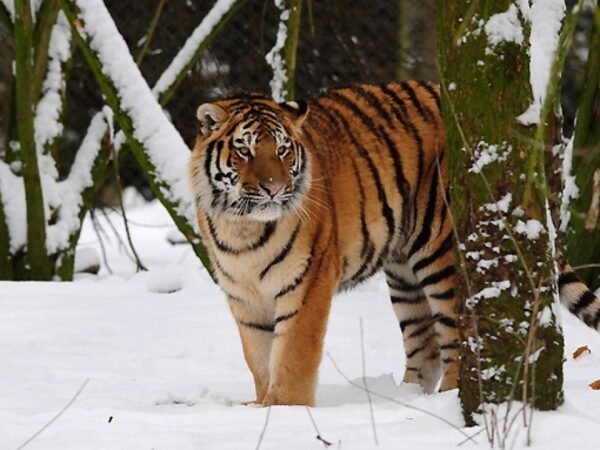 Homem morre após invadir recinto de tigres em parque na Inglaterra