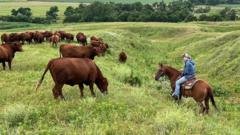 Pecuariistas dos EUA enfrentam custos altos e lealdade a Trump