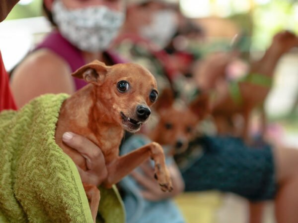 Amazonas registra mais de 27 mil pets no SinPatinhas