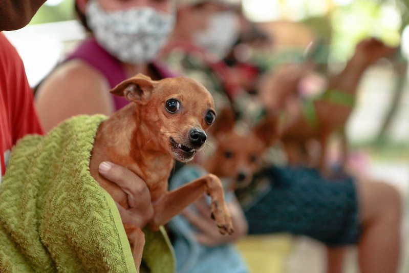 Amazonas registra mais de 27 mil pets no SinPatinhas