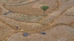 Fenômeno El Niño altera o clima e provoca extremos globais