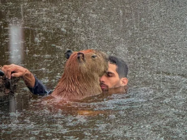 Justiça manda influenciador entregar capivara Filó ao Ibama em 30 dias