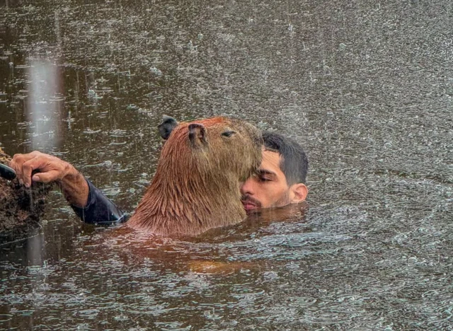 Justiça manda influenciador entregar capivara Filó ao Ibama em 30 dias