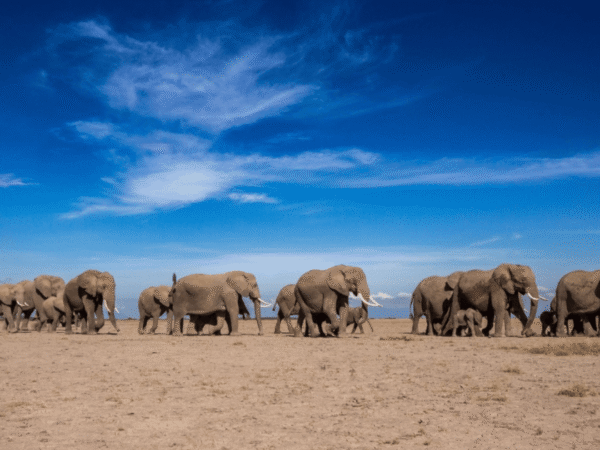 Estudo revela que elefantes africanos rugem para interagir com o grupo