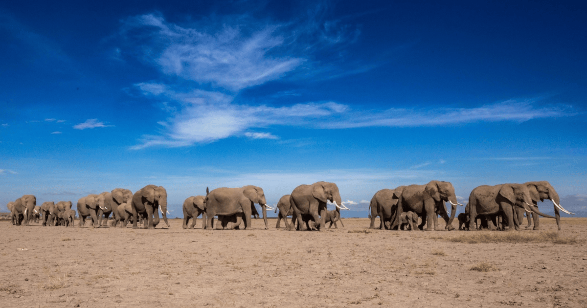 Estudo revela que elefantes africanos rugem para interagir com o grupo