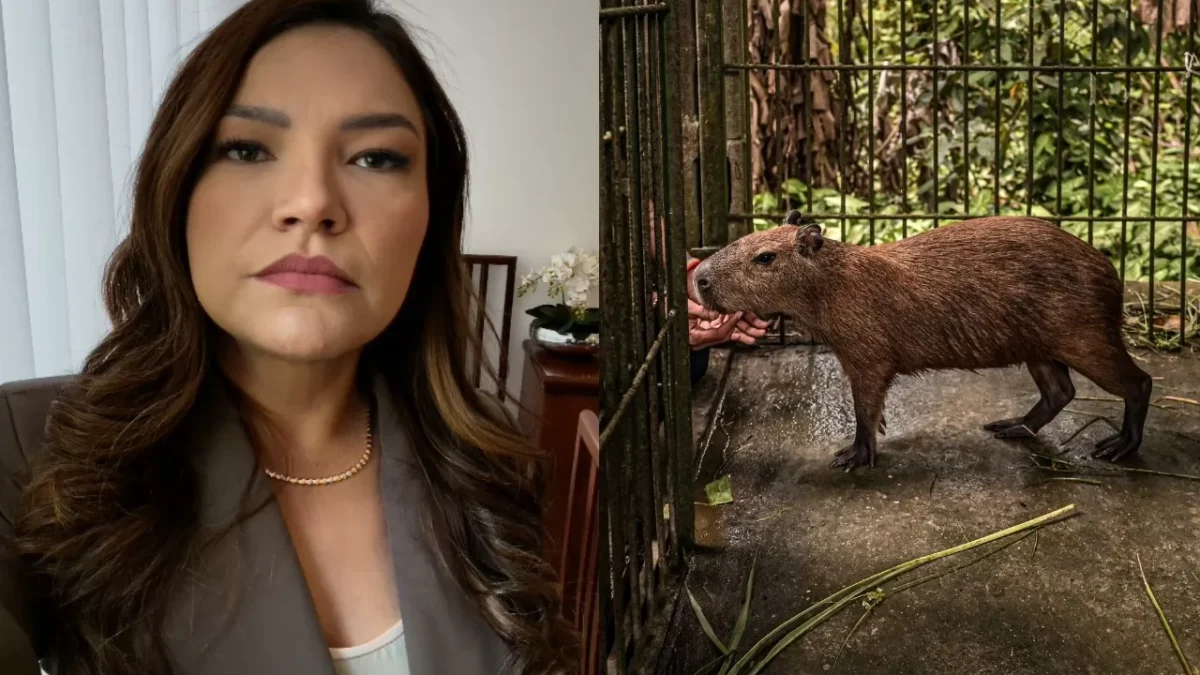 Justiça determina prazo de 30 dias para entrega da capivara Filó ao Ibama