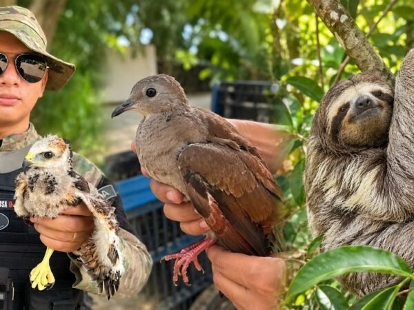 Guarda Municipal resgata três animais silvestres em Manaus