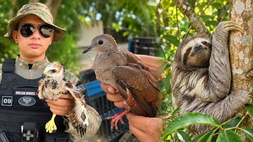 Guarda Municipal resgata três animais silvestres em Manaus