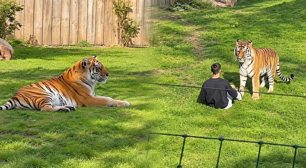 Homem morre após ser atacado por tigre em zoológico na Inglaterra