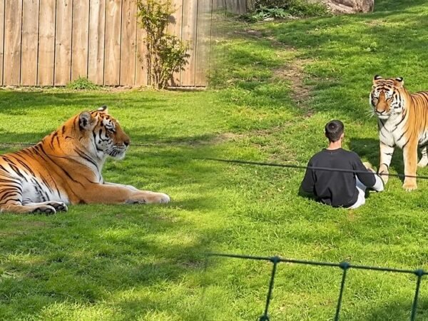Homem morre após ser atacado por tigre em zoológico na Inglaterra