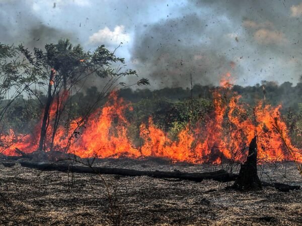 Governo federal amplia combate ao fogo no Amazonas com novas equipes