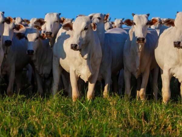 Brasil conquista 700 novos mercados para o agro desde 2023