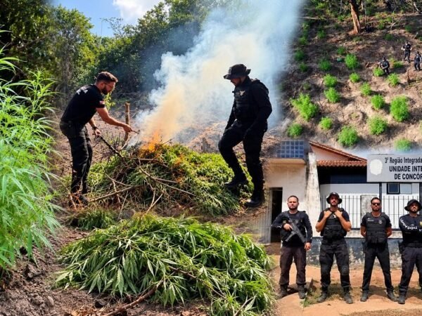 Policiais destroem quinhentos pés de maconha no Pará