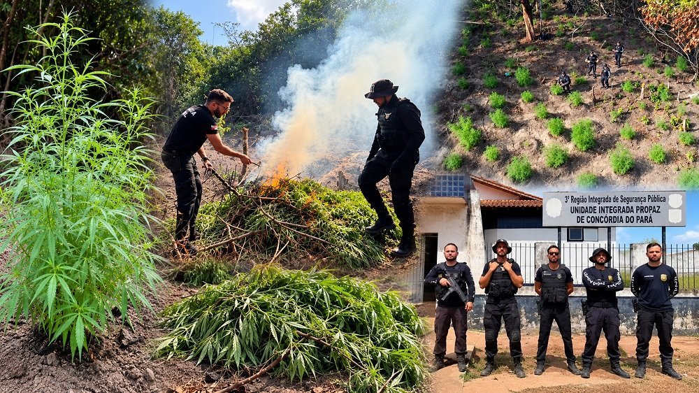Policiais destroem quinhentos pés de maconha no Pará