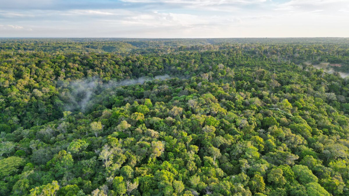 A defesa jurídica da Amazônia contra o fogo