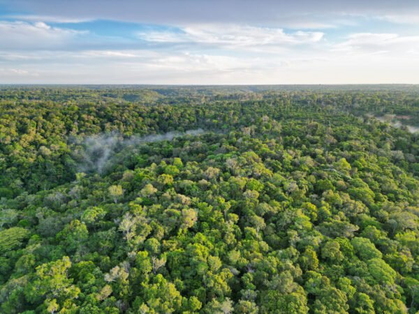 A defesa jurídica da Amazônia contra o fogo