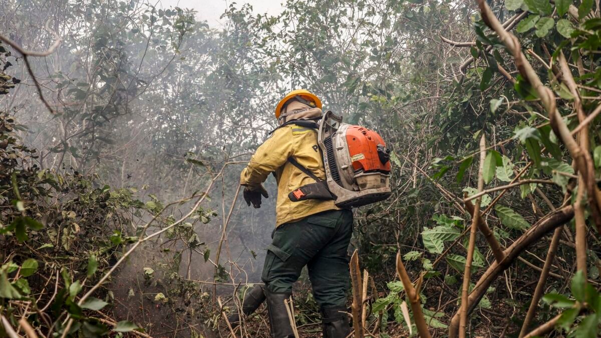 Amazonas registra explosão de queimadas e governo aponta crime