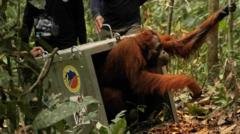 Orangotangos ameaçados voltam à natureza após incêndios em Bornéia