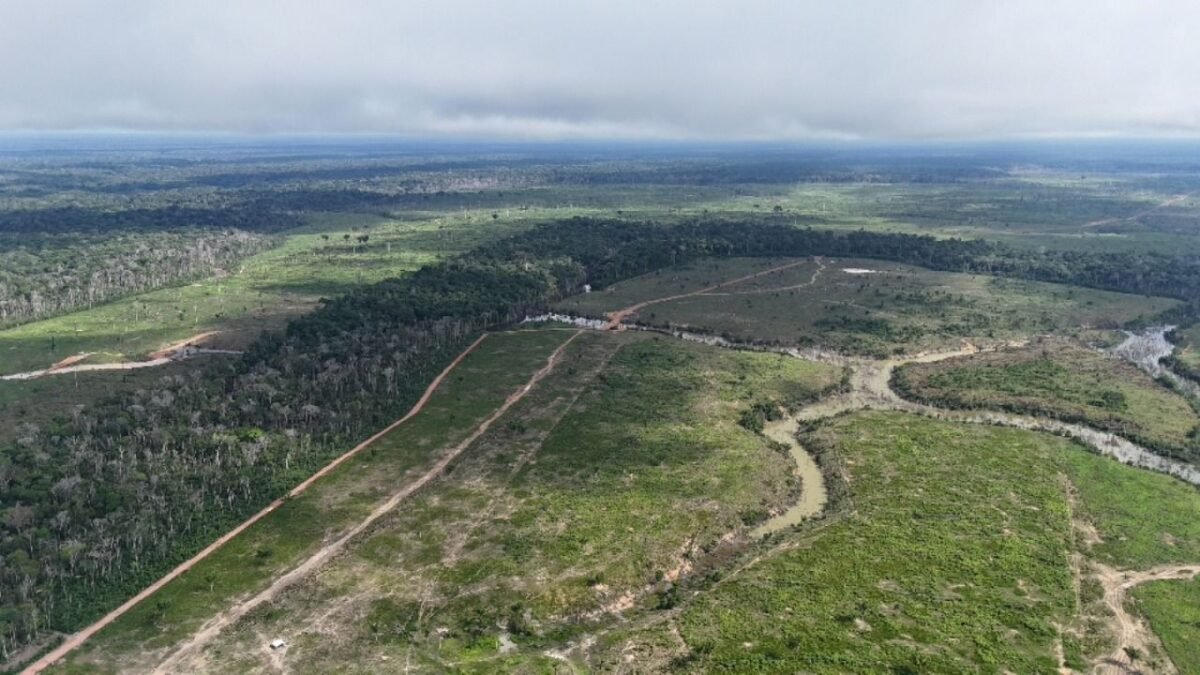 Desmatamento no Amazonas cai 27% em 2026