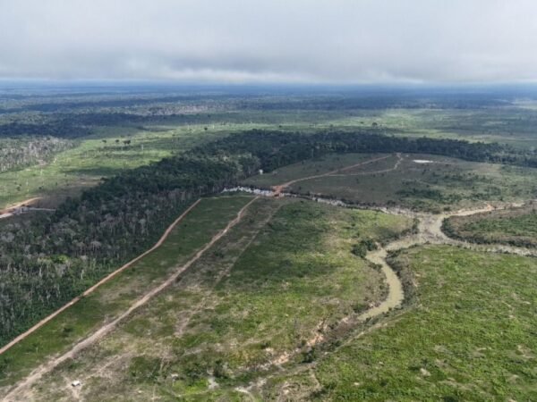 Desmatamento no Amazonas cai 27% em 2026
