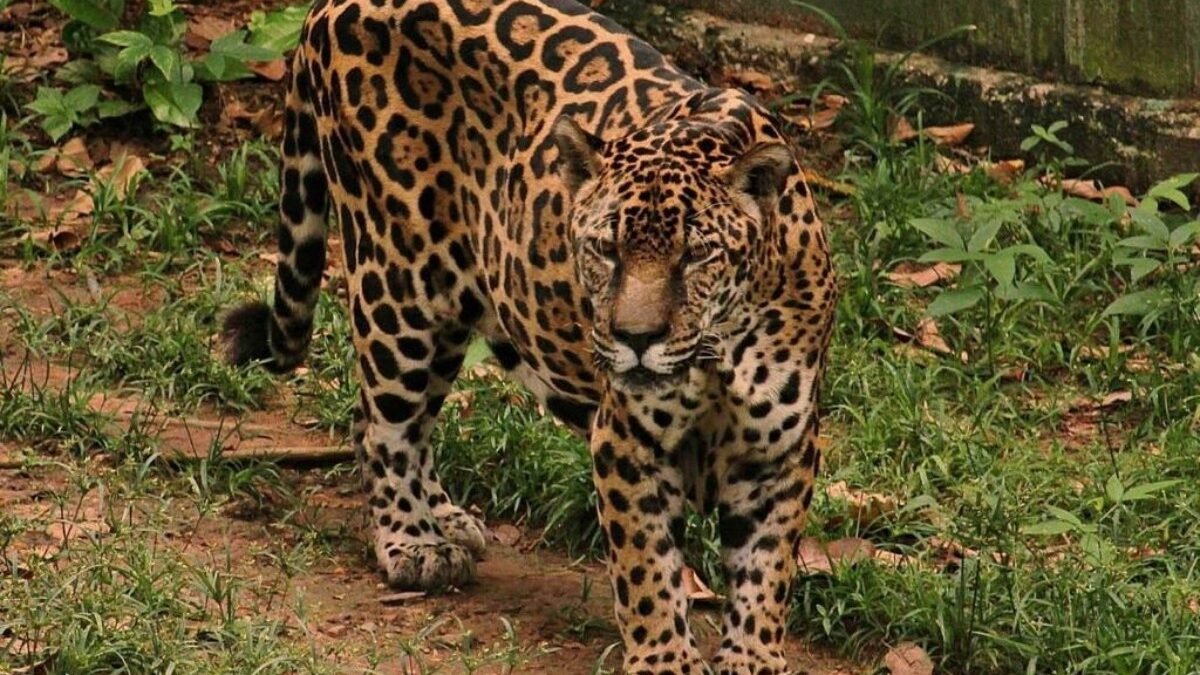 Onça de Manaus entra no Guinness como a mais velha do mundo em cativeiro
