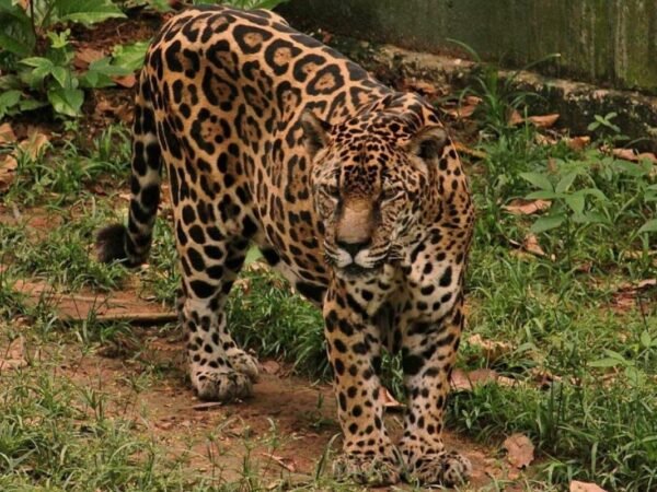Onça de Manaus entra no Guinness como a mais velha do mundo em cativeiro
