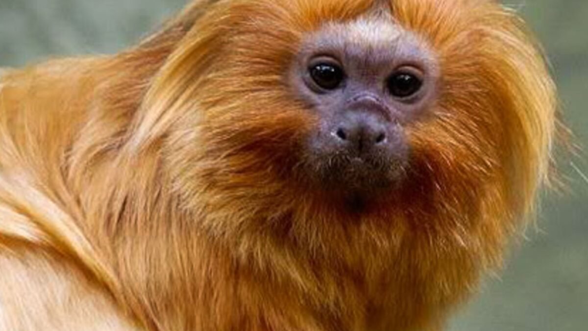 COP17 da Biodiversidade começa na Armênia com foco em metas globais