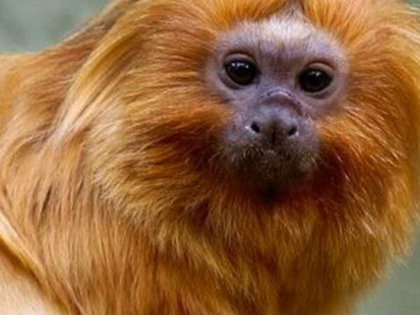 COP17 da Biodiversidade começa na Armênia com foco em metas globais