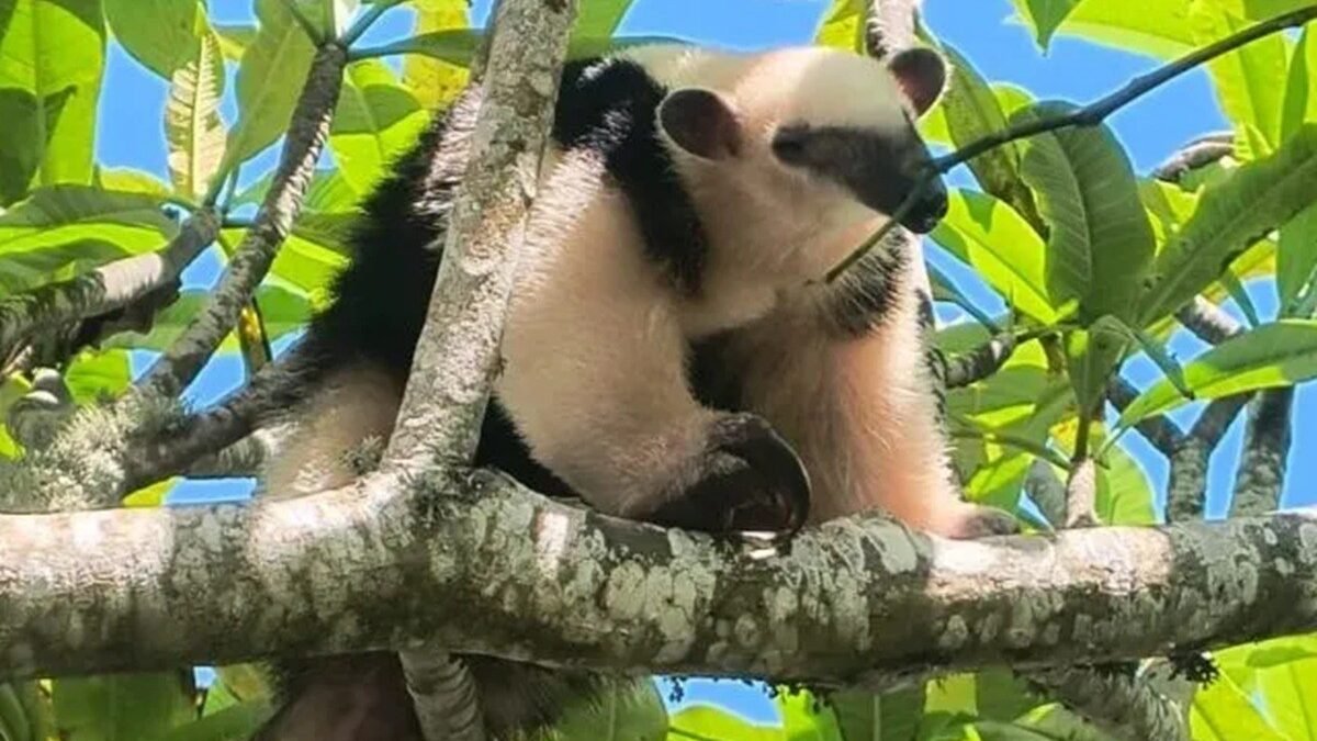 Animais silvestres são resgatados em áreas urbanas de Cabo Frio