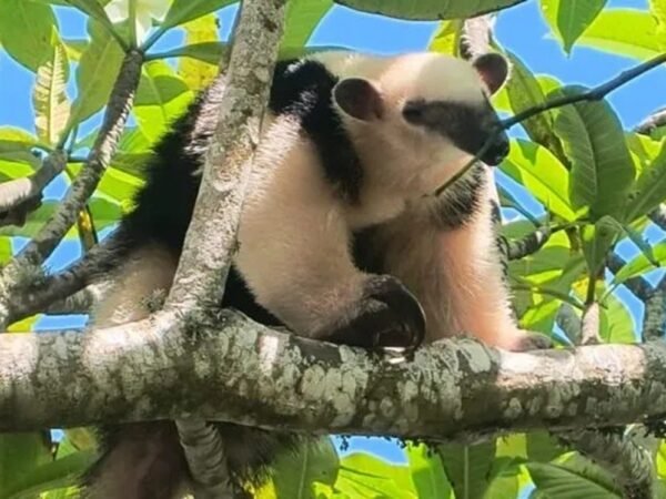 Animais silvestres são resgatados em áreas urbanas de Cabo Frio
