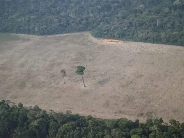 Desmatamento em Rondônia despenca 49 mas ameaças persistem