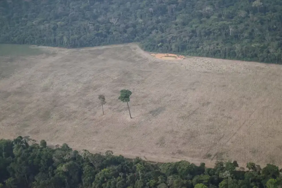 Desmatamento em Rondônia despenca 49 mas ameaças persistem